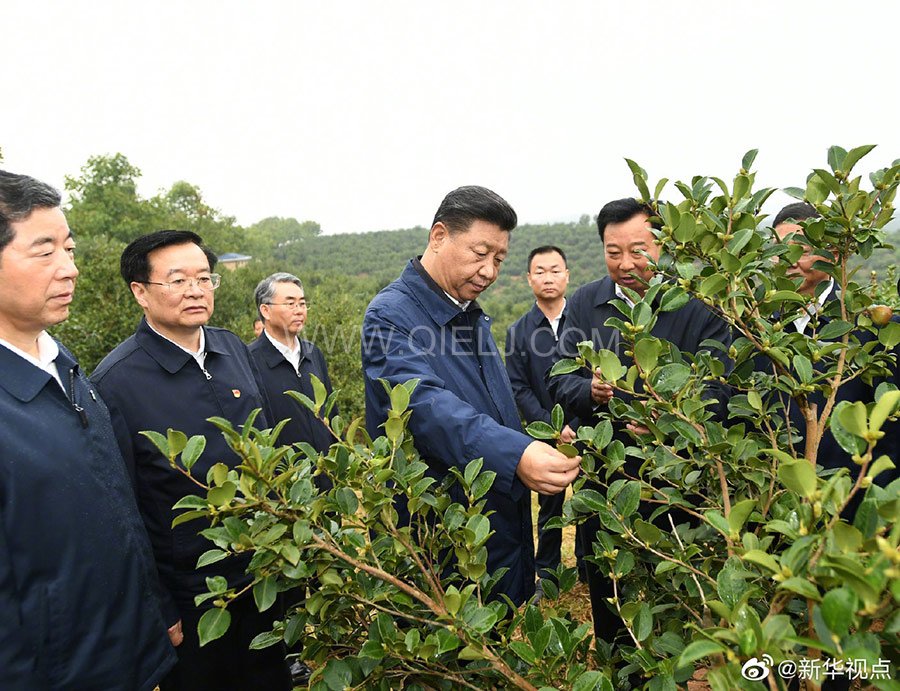 光山油茶籽榨油設(shè)備，山茶籽油榨油機(jī)廠家(圖1)